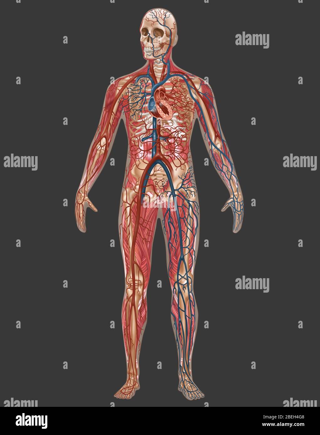 Circulatory, Skeletal & Muscular Systems, Male Stock Photo