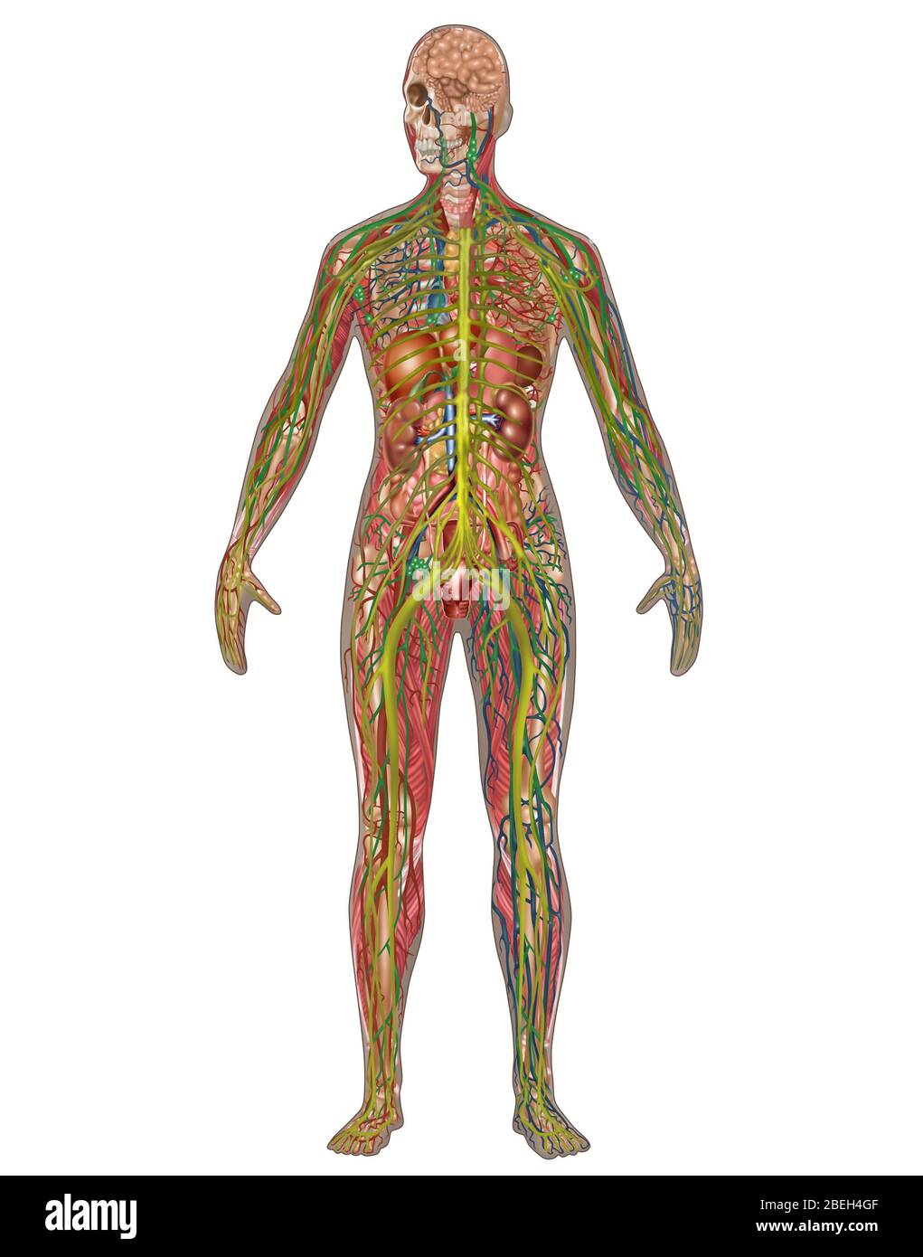 All Body Systems in Female Anatomy Stock Photo