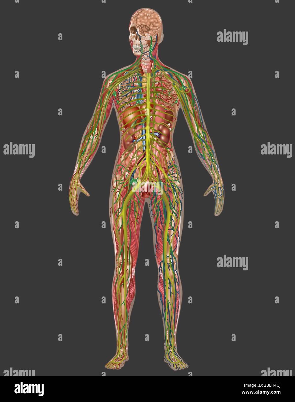 All Body Systems in Female Anatomy Stock Photo