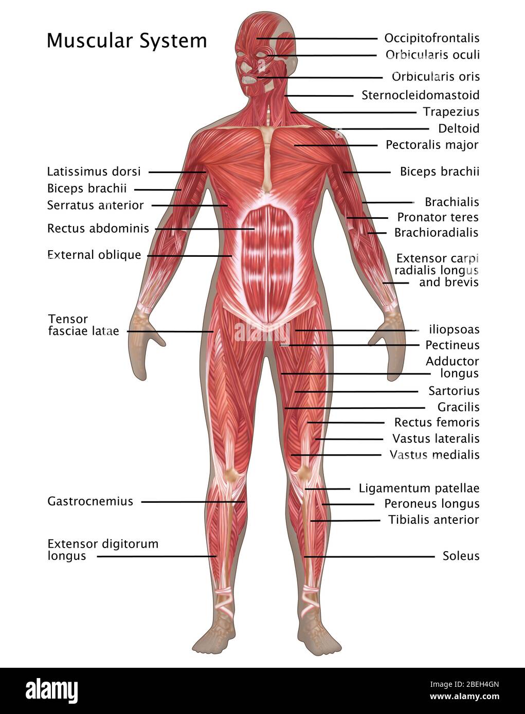 Muscular System in Female Anatomy Stock Photo
