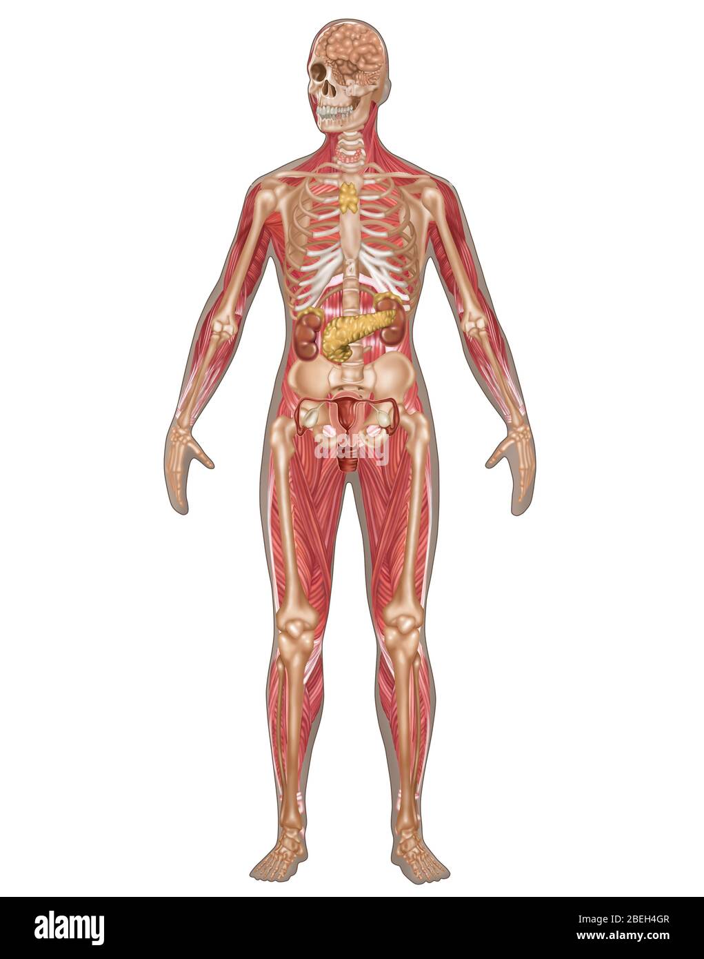 Endocrine, Skeletal & Muscular Systems, Female Stock Photo