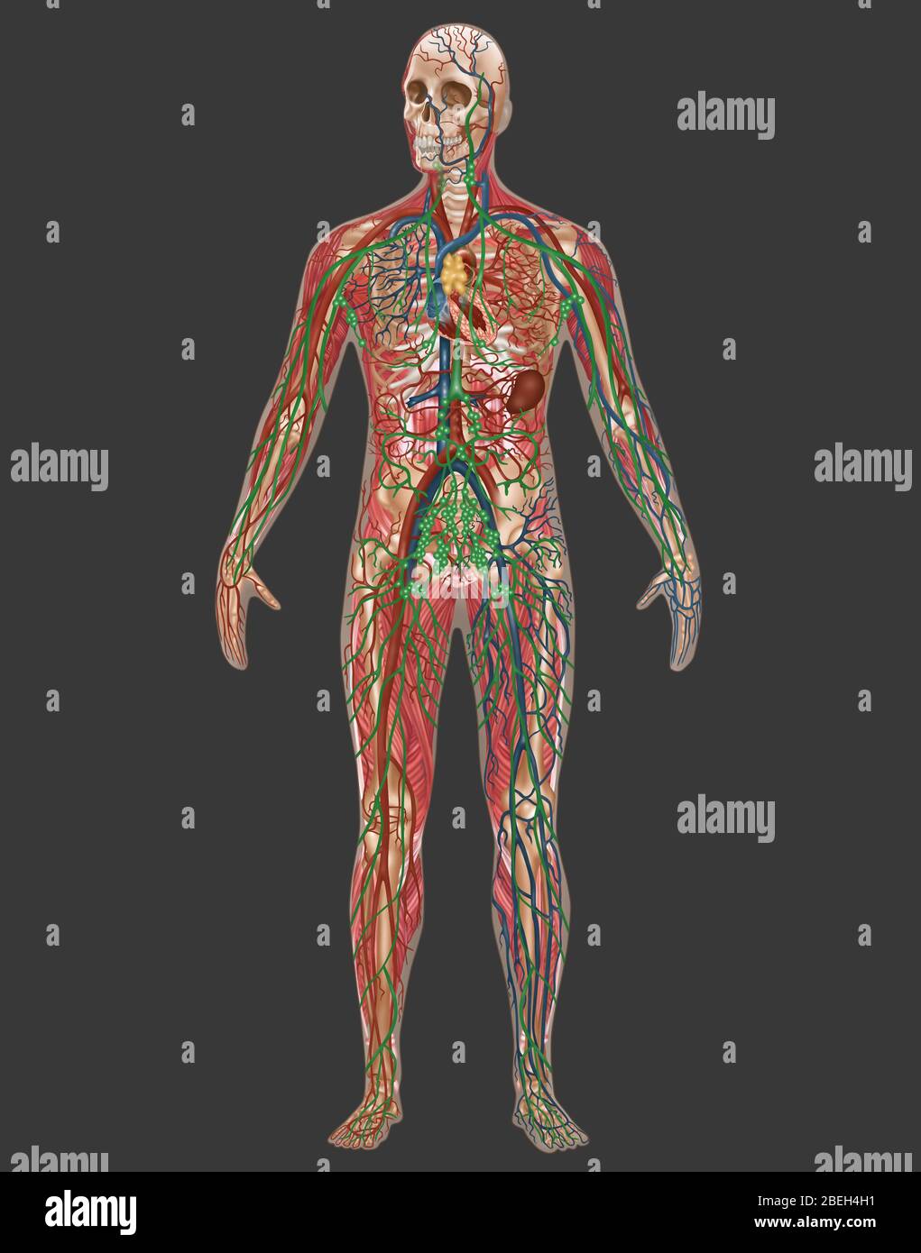 Male Anatomy Of The Body / Anatomical Board Region Of A Human Body