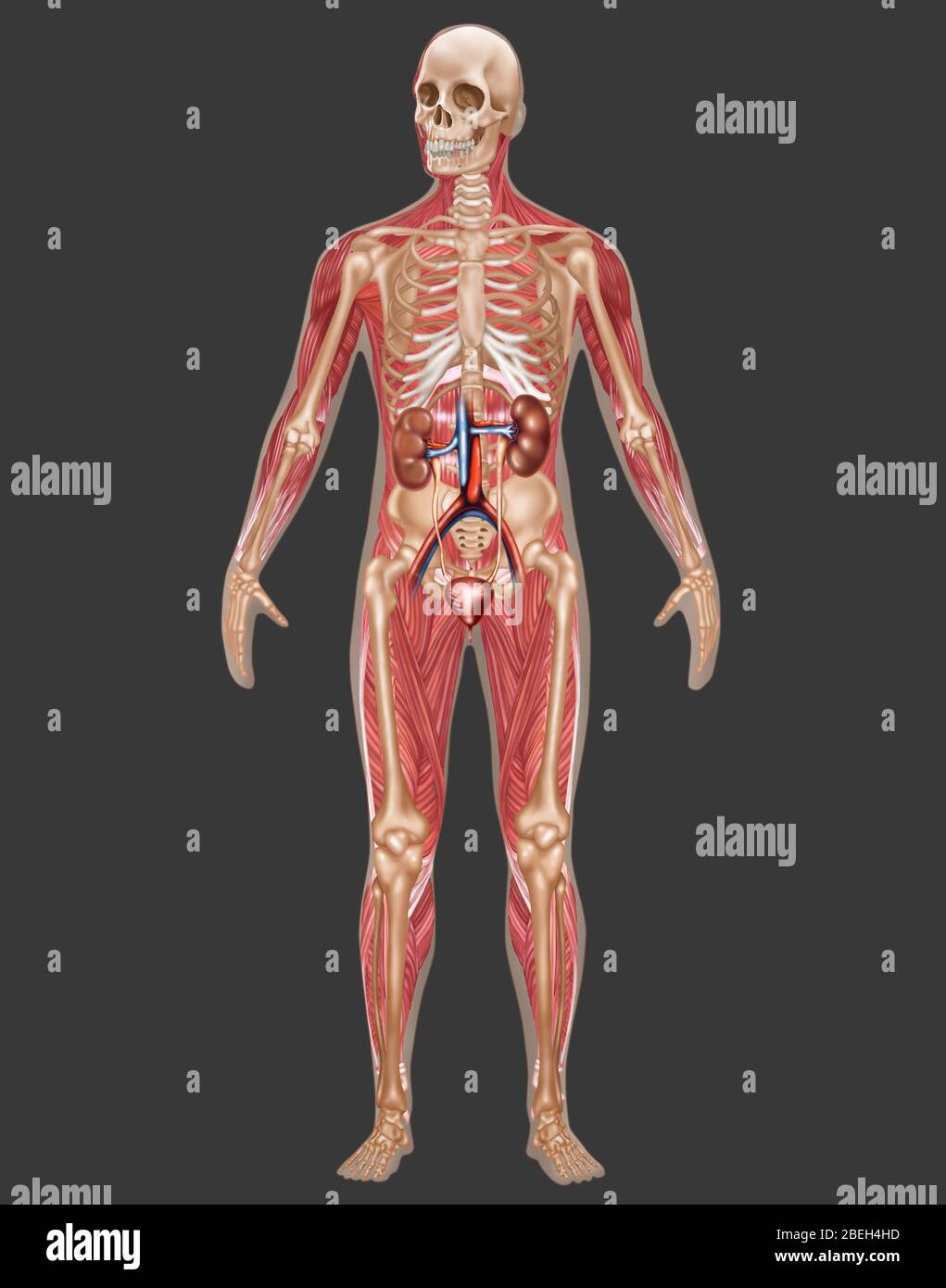 Urinary, Skeletal & Muscular Systems, Male Stock Photo