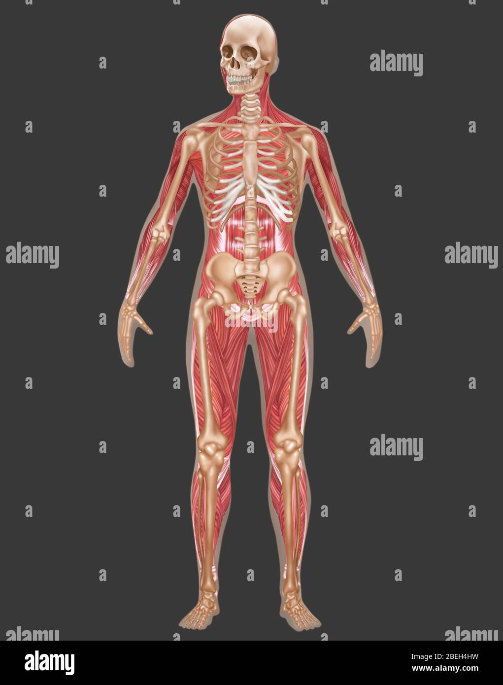 Skeletal & Muscular Systems, Female Anatomy Stock Photo