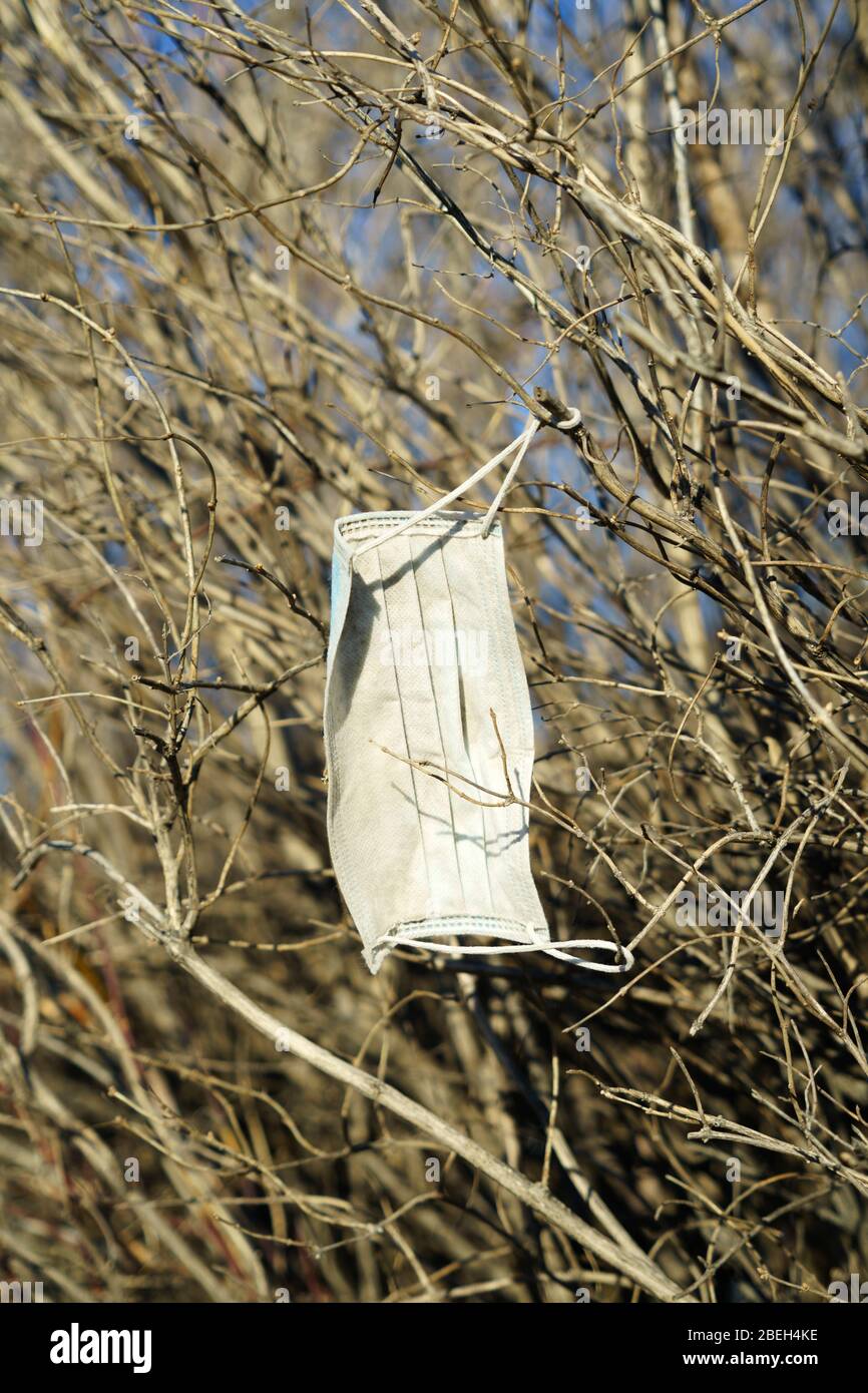 Face mask discarded in  a bush during the Covid-19 pandemic. Stock Photo
