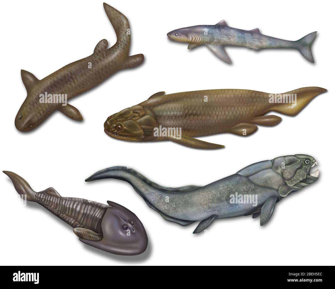 Prehistoric Fishes, Illustration Stock Photo - Alamy