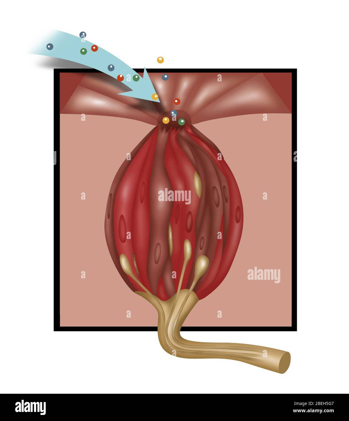 Taste Bud, Illustration Stock Photo Alamy
