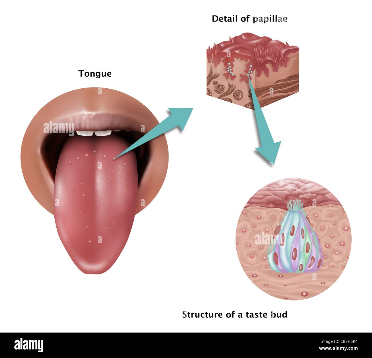 Anatomy of Taste, Illustration Stock Photo