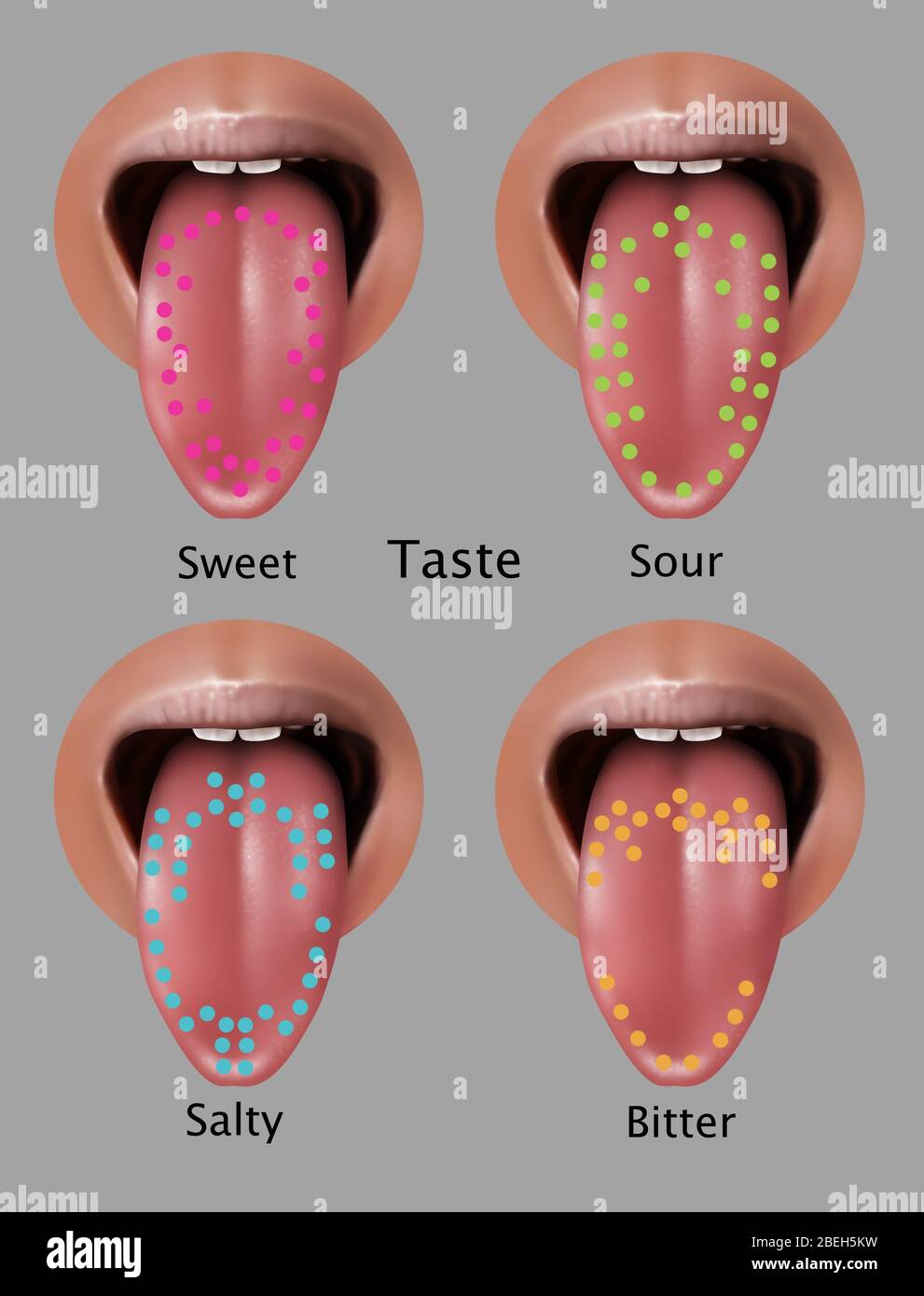 Tongue taste map hires stock photography and images Alamy
