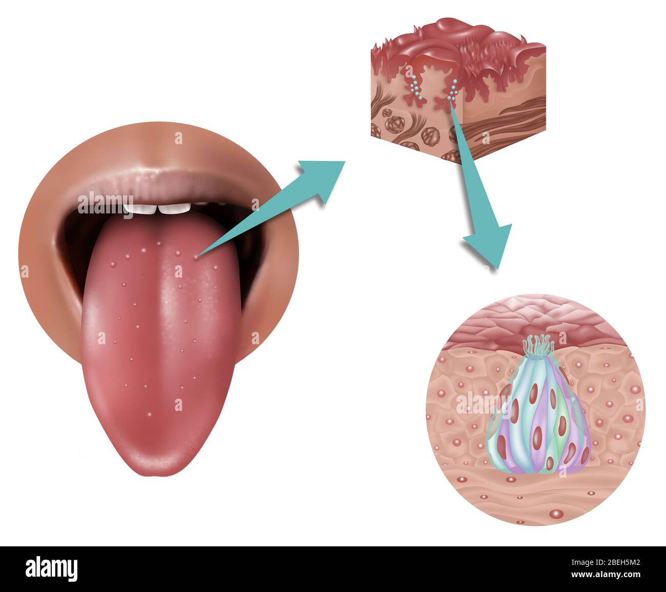 Anatomy of Taste, Illustration Stock Photo