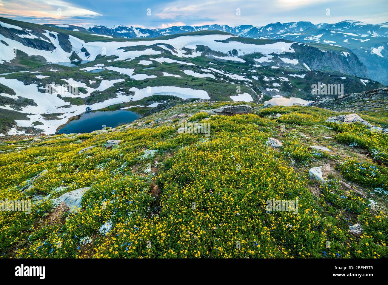Wildflowers blooming in the Beartooth Mountains of Montana Stock Photo