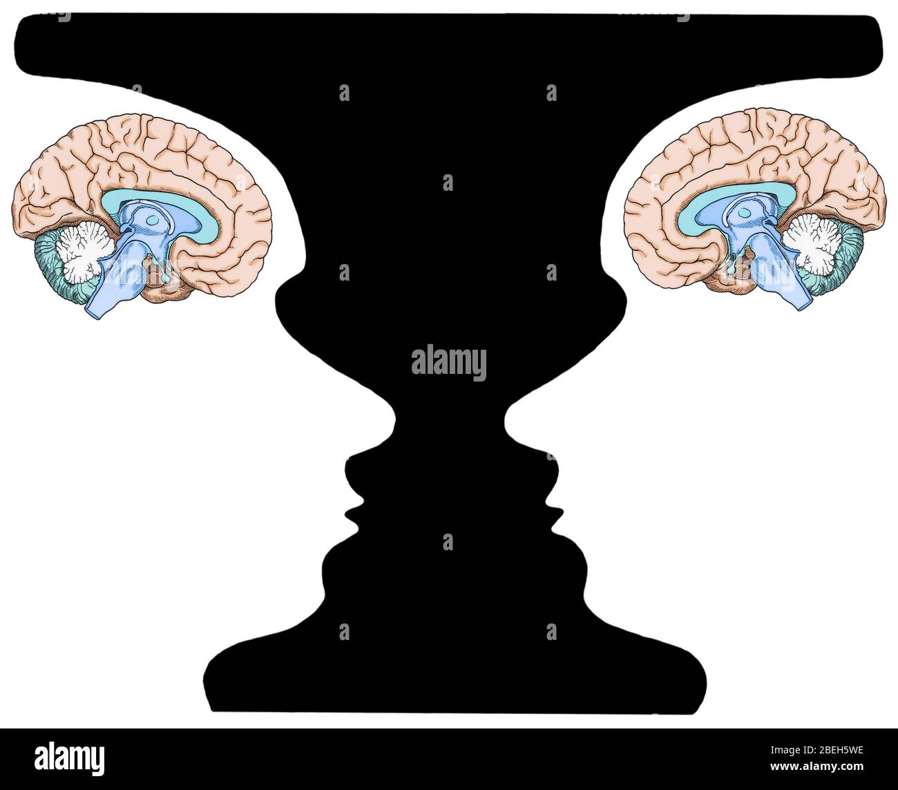 Conceptual Illustration of Rubin Vase and Brains Stock Photo