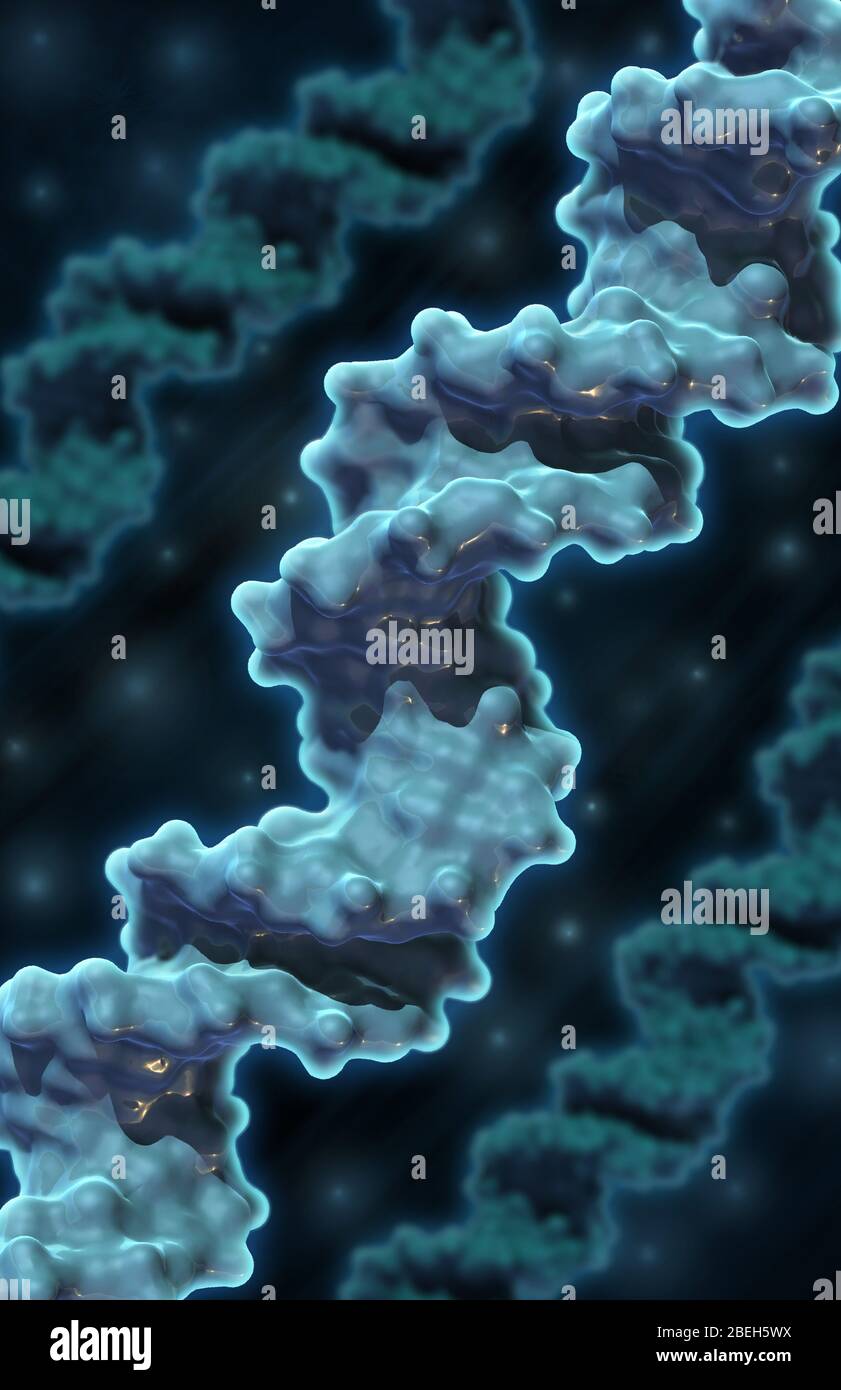 DNA, Molecular Model Stock Photo - Alamy