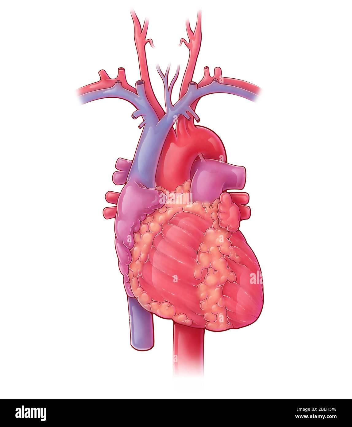 Heart, Illustration Stock Photo