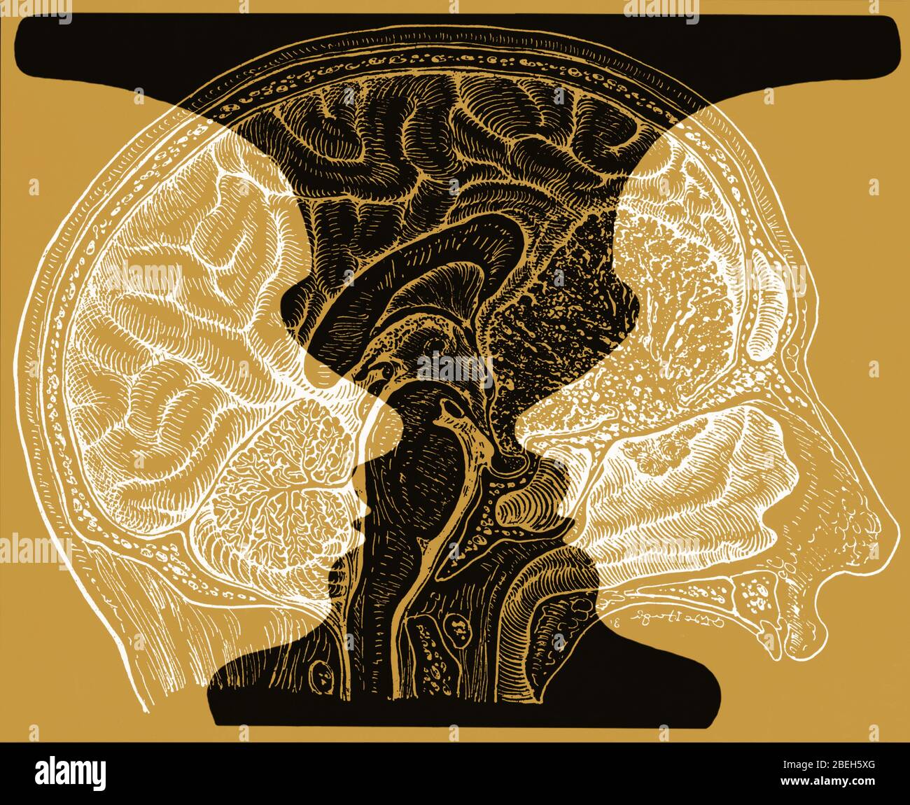 Conceptual Illustration of Rubin Vase and Brain Stock Photo