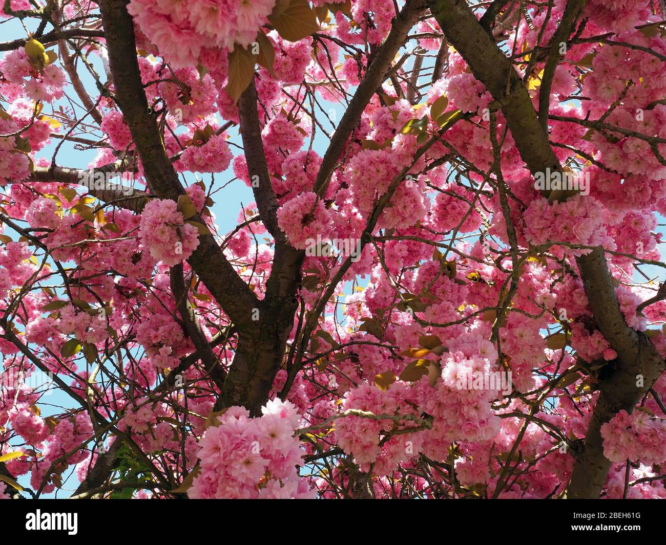 Close-up view of blossom on a beautiful blooming pink Flowering Cherry tree on a bright sunny April day in Spring Stock Photo