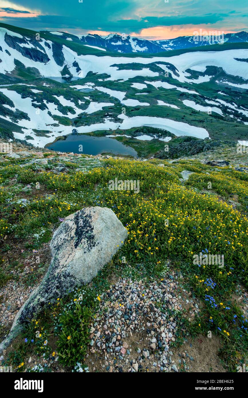 Alpine tundra during summer in the Beartooth Mountains Stock Photo