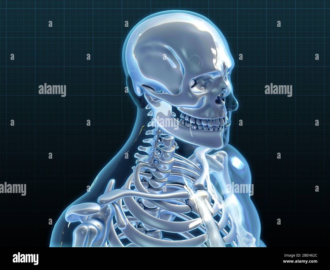 Human Skeleton, artwork Stock Photo