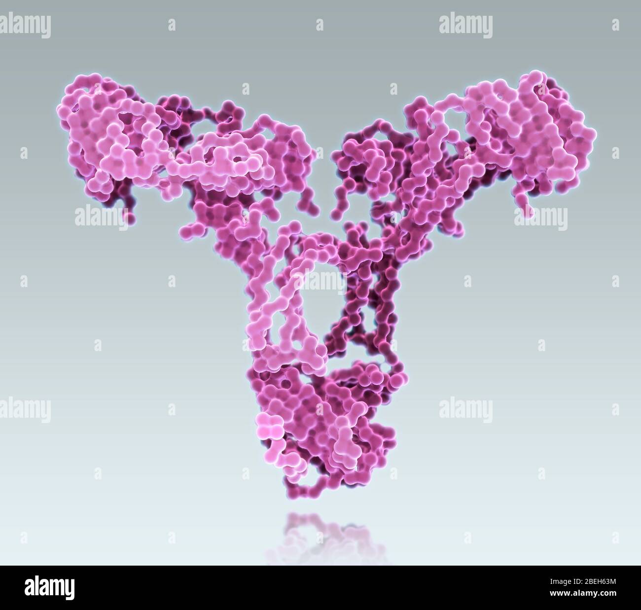 A molecular model of immunoglobulin A2 (IgA2), an isotype of the IgA antibody involved in mucosal immunity. IgA is the main immunoglobulin found in mucous secretions (tears, saliva, sweat, etc.) and secretions from the genitourinary tract, gastrointestinal tract, and respiratory epithelium. Compared to IgA1, IgA2 is more prominent in secretory lymphoid tissues in the gut and other secretions, rather than serum and non-secretory lymphoid organs such as the spleen and peripheral lymph nodes. Stock Photo