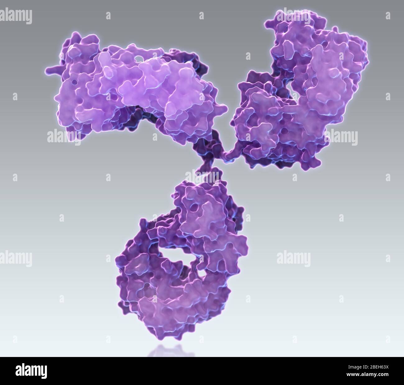 Immunoglobulin G antibody Stock Photo Alamy