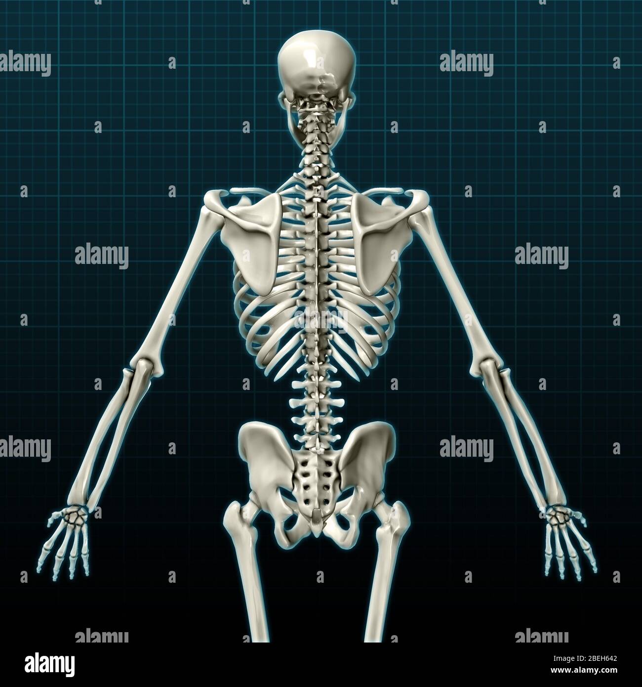 Human Skeleton, posterior view Stock Photo