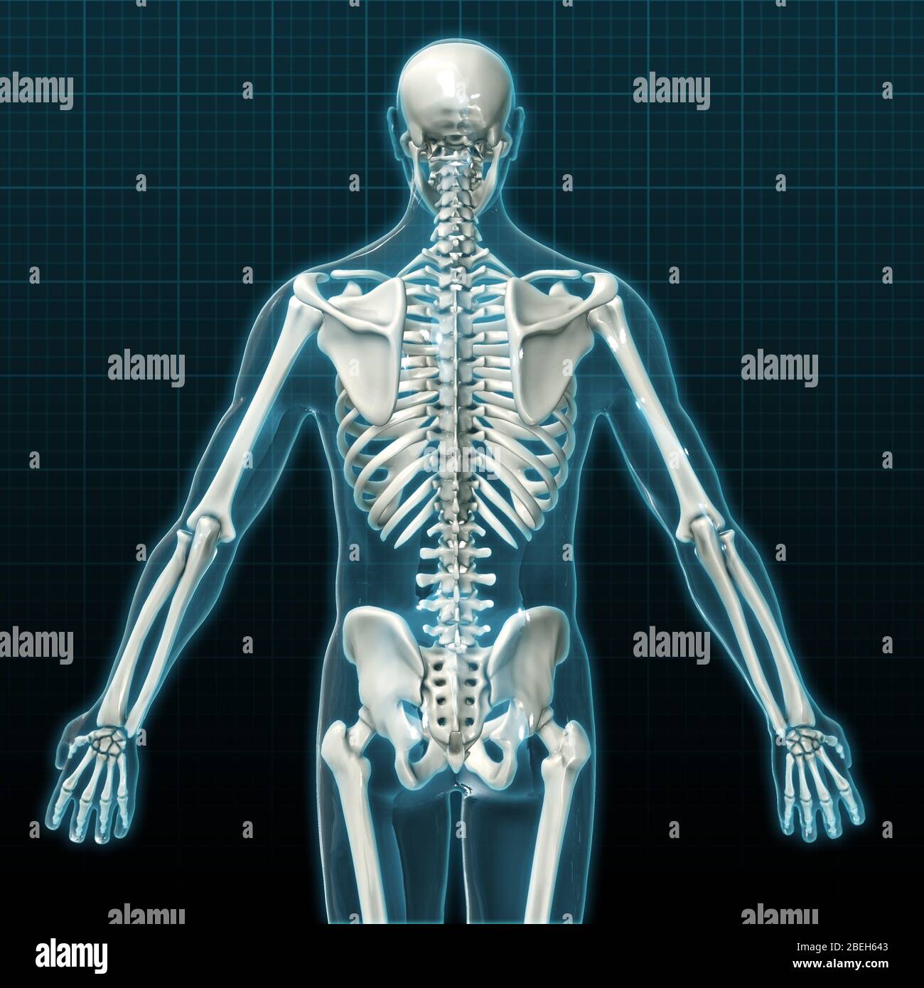 wallpapers Posterior View Of Human Skeleton https www alamy com human skeleton posterior view image353190547 html