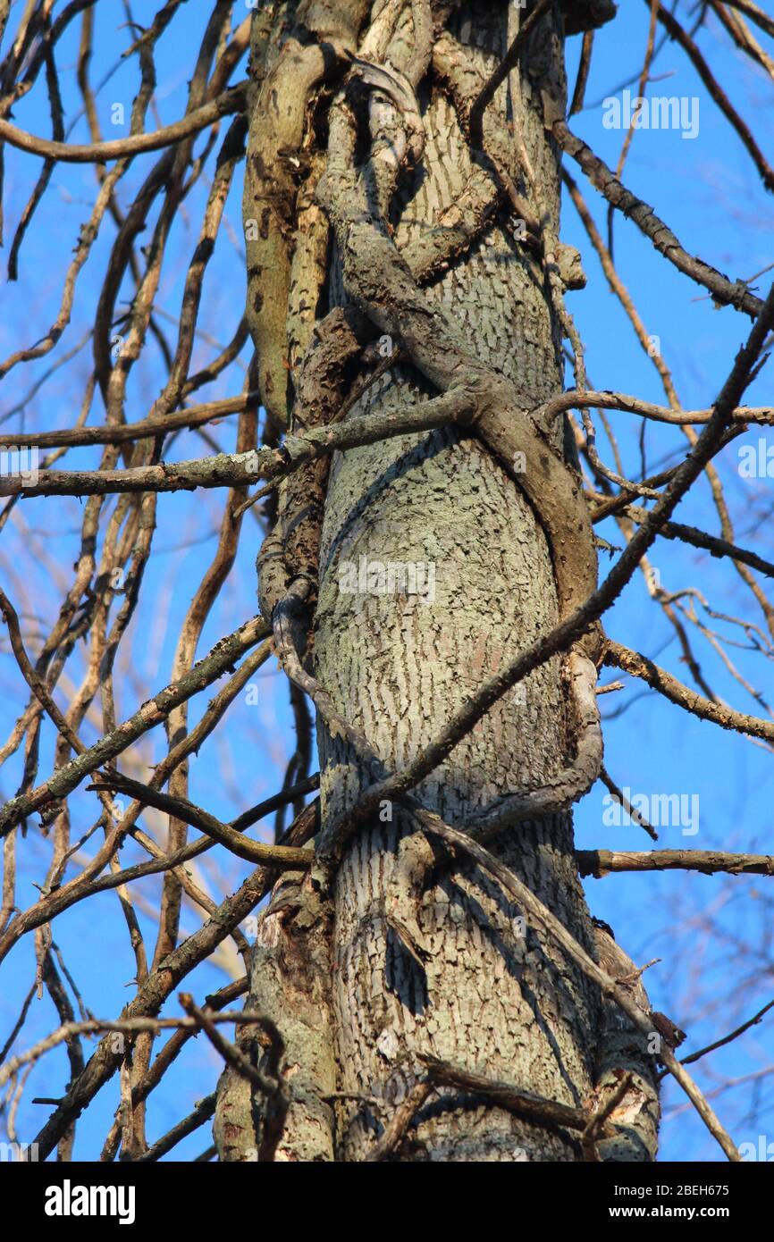 Vines wrapped around tree trunk Stock Photo