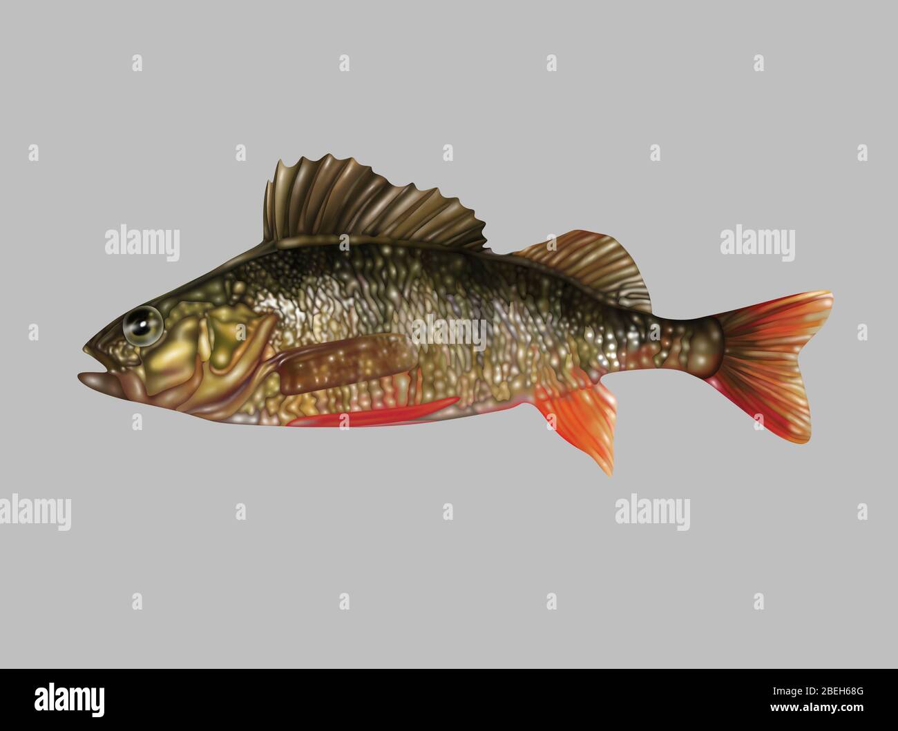 Ray-Finned Fish, Illustration Stock Photo