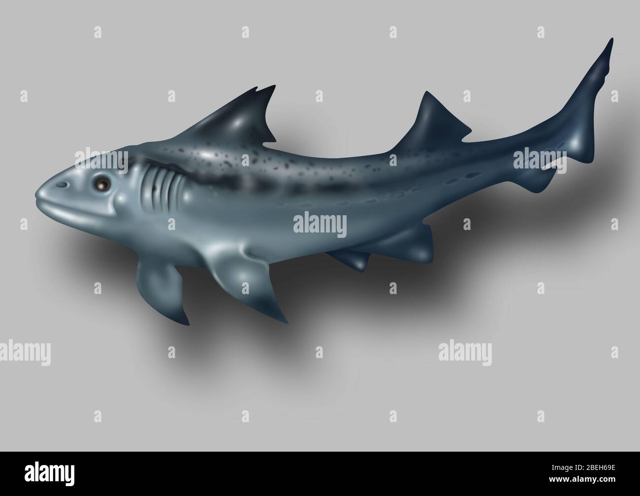 Prehistoric shark hi-res stock photography and images - Page 3 - Alamy