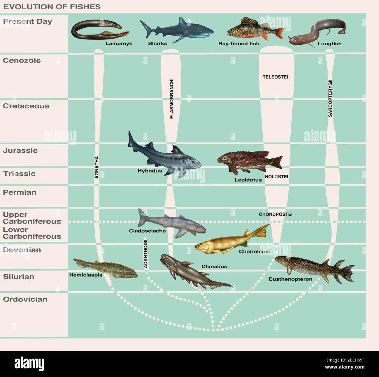 Evolution of Fishes, Illustration Stock Photo