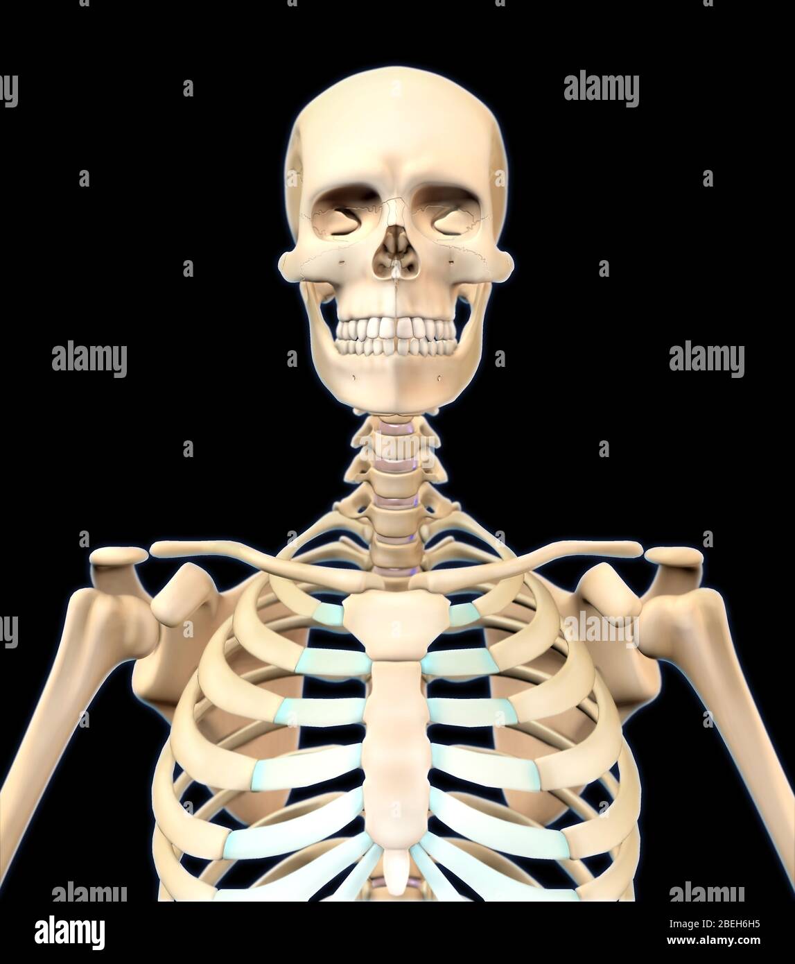 Human Skeleton Upper Body Stock Photo Alamy