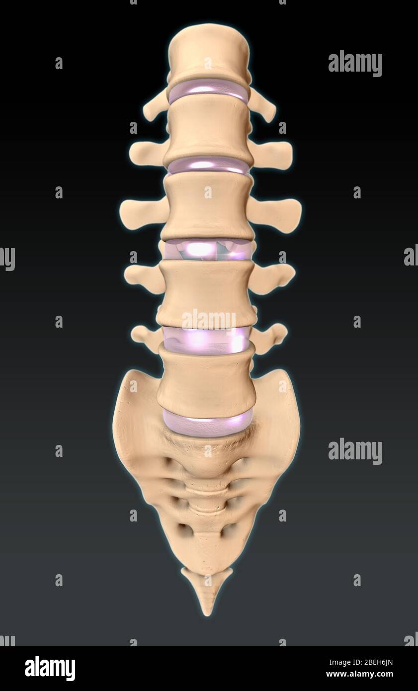 Lumbar Vertebrae and Sacrum, Illustration Stock Photo