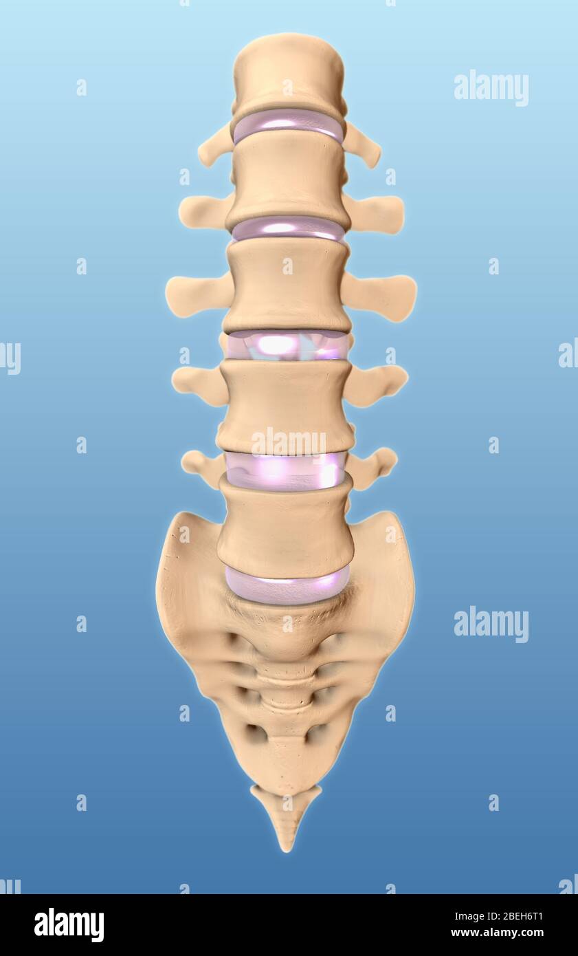 https://c8.alamy.com/comp/2BEH6T1/lumbar-vertebrae-and-sacrum-illustration-2BEH6T1.jpg
