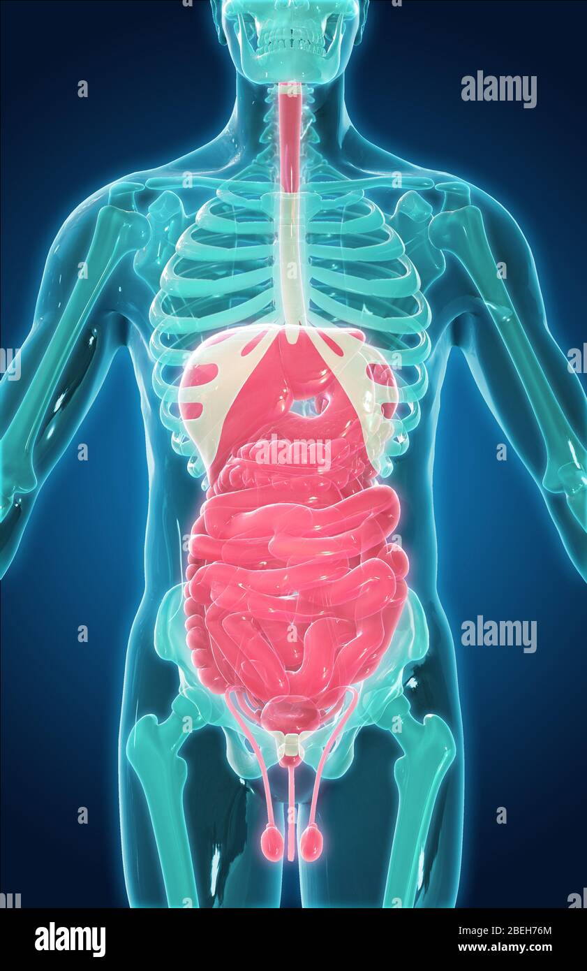 Abdominal Organs High Resolution Stock Photography And Images Alamy