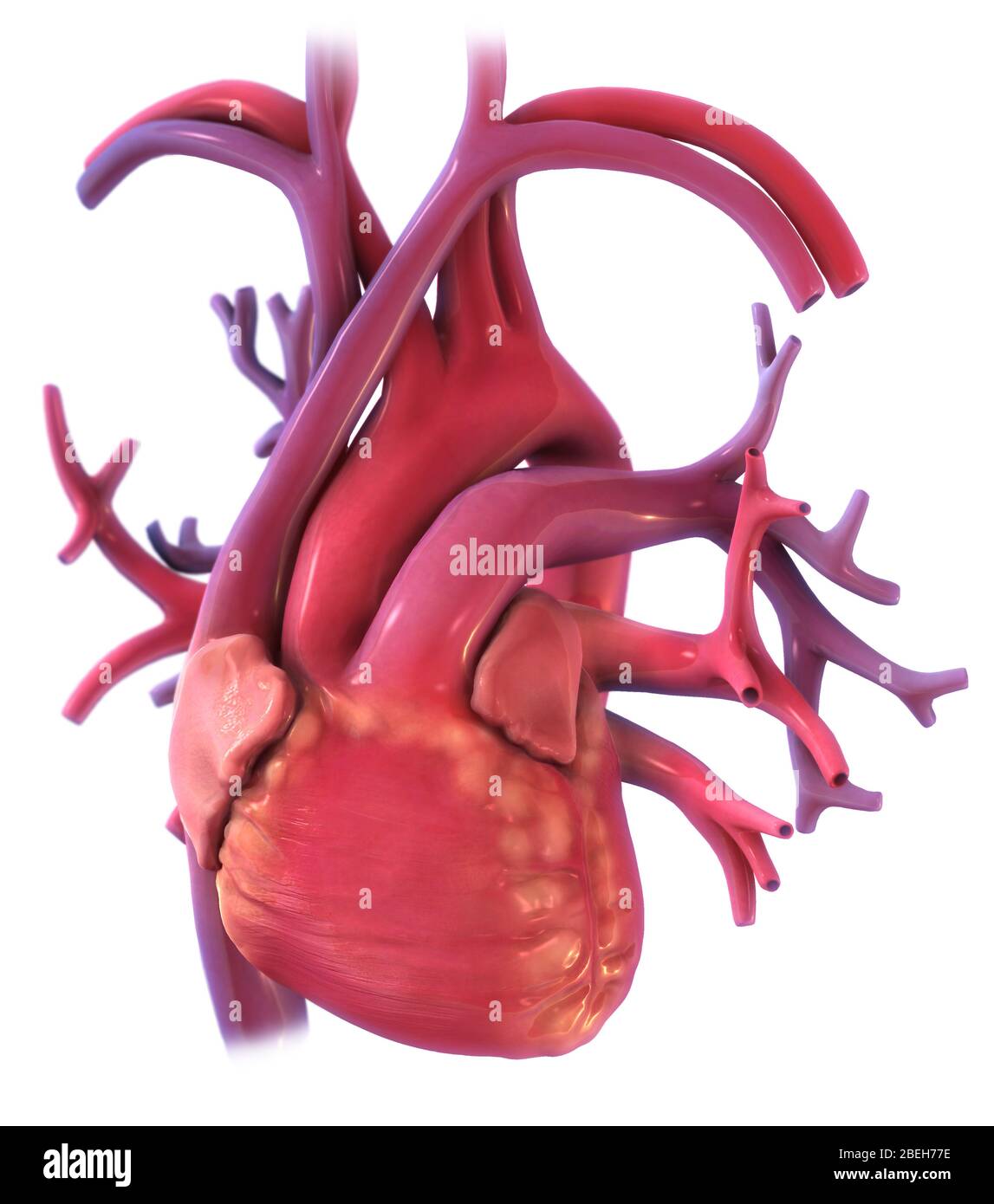 An illustration of the heart seen through the lungs from an anterior view. Stock Photo