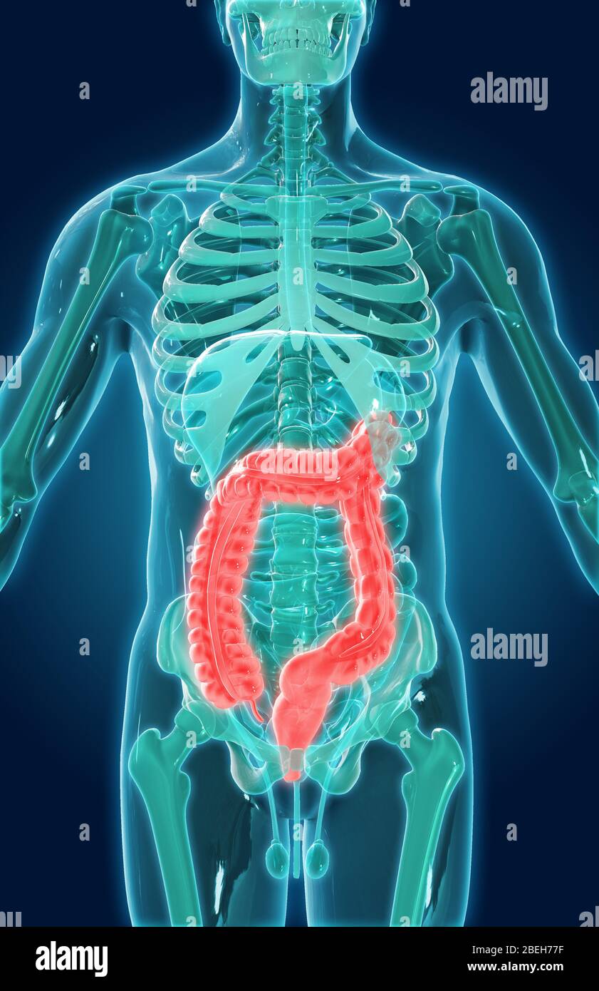 Large Intestine, illustration Stock Photo