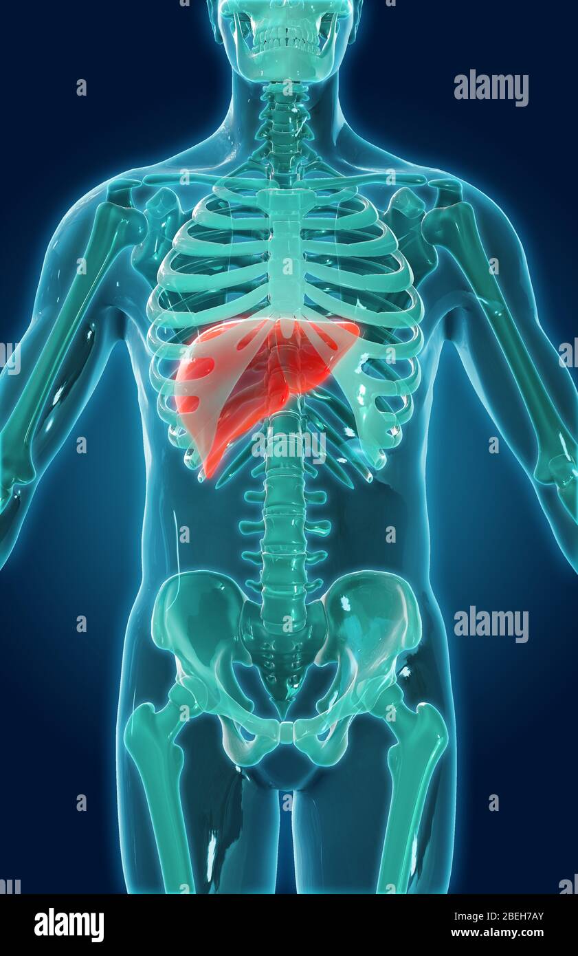 Liver and gallbladder hires stock photography and images Alamy