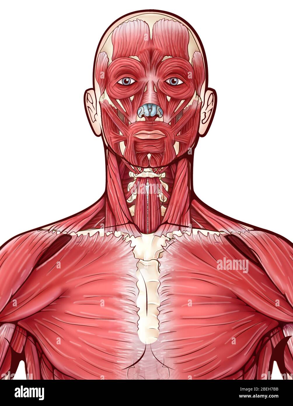 Muscular System, illustration Stock Photo - Alamy