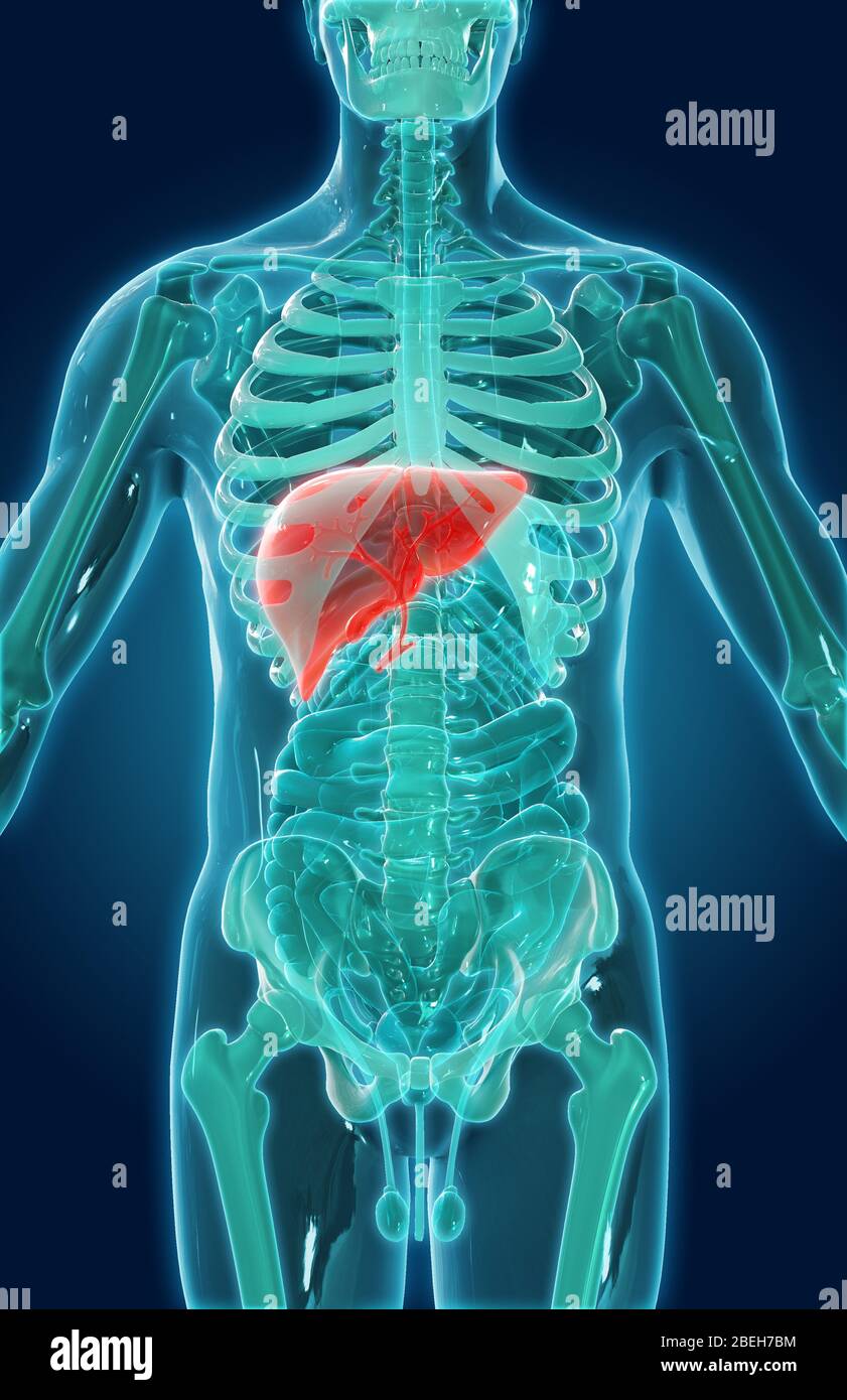 Human liver anatomy hires stock photography and images Alamy