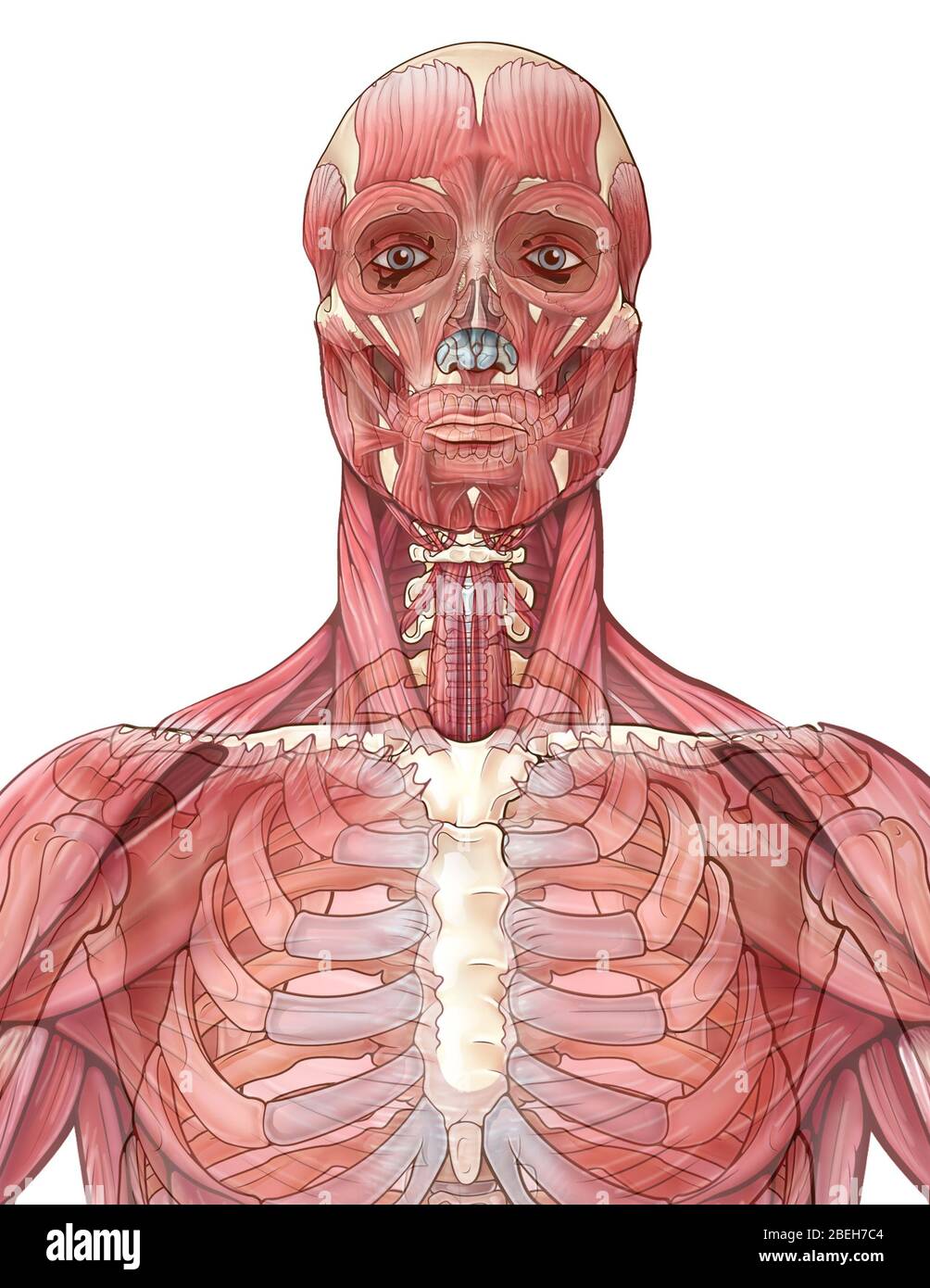 Muscular System, illustration Stock Photo - Alamy