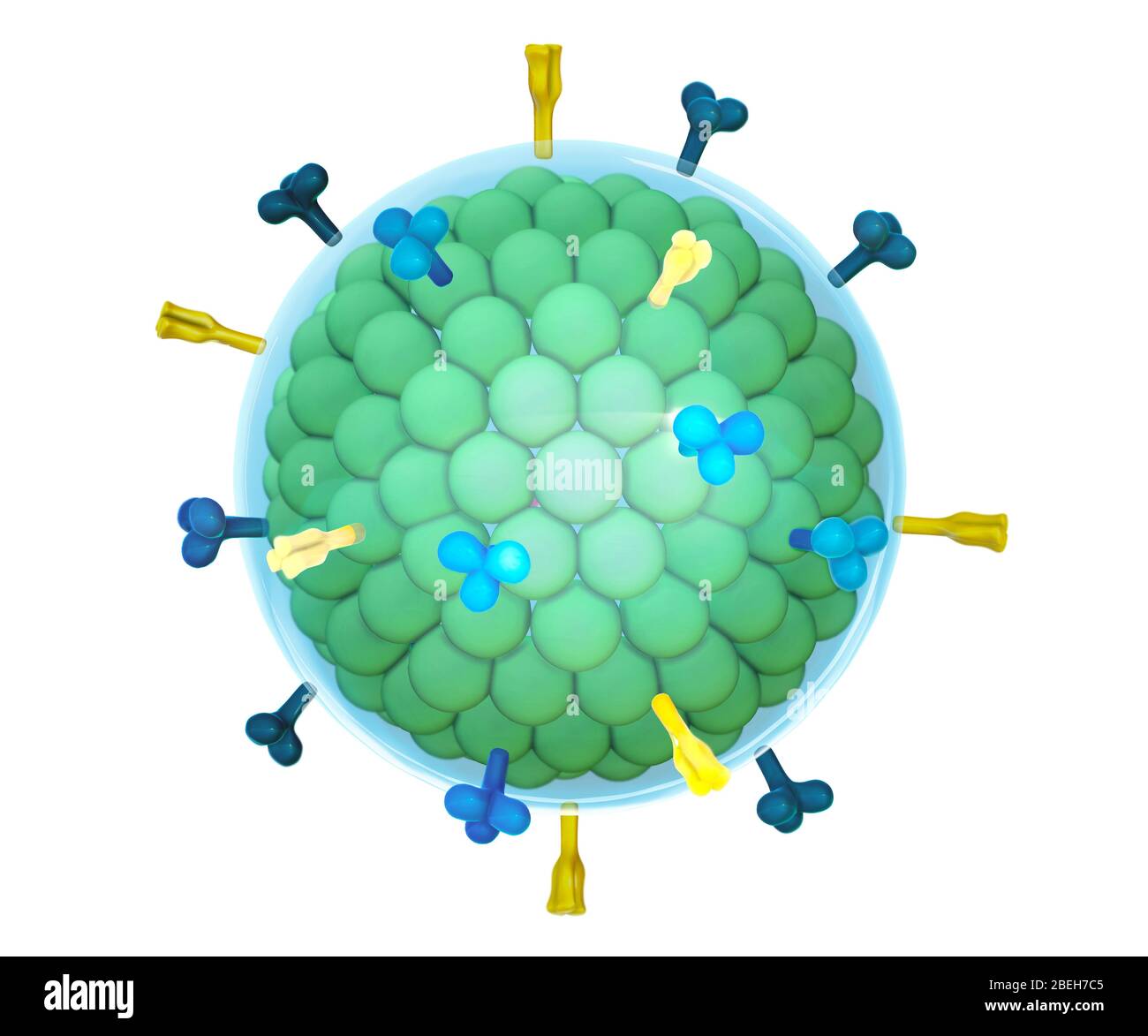 Measles Virus, Illustration Stock Photo