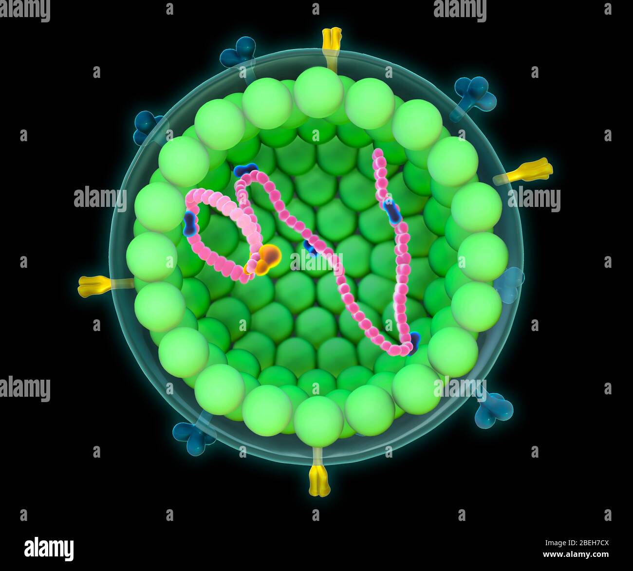Measles Virus, Illustration Stock Photo