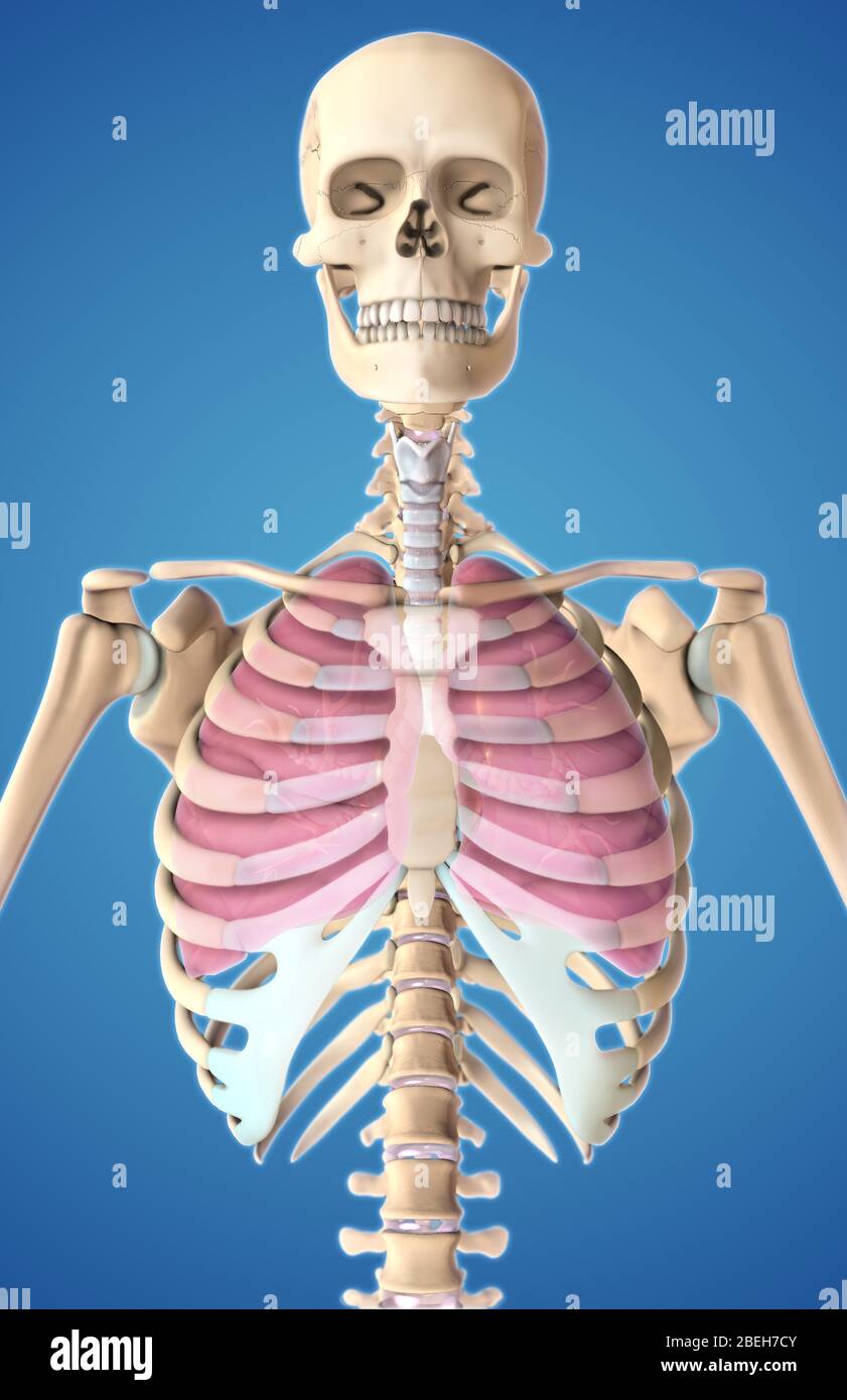 Lungs and Rib Cage, Illustration Stock Photo Alamy