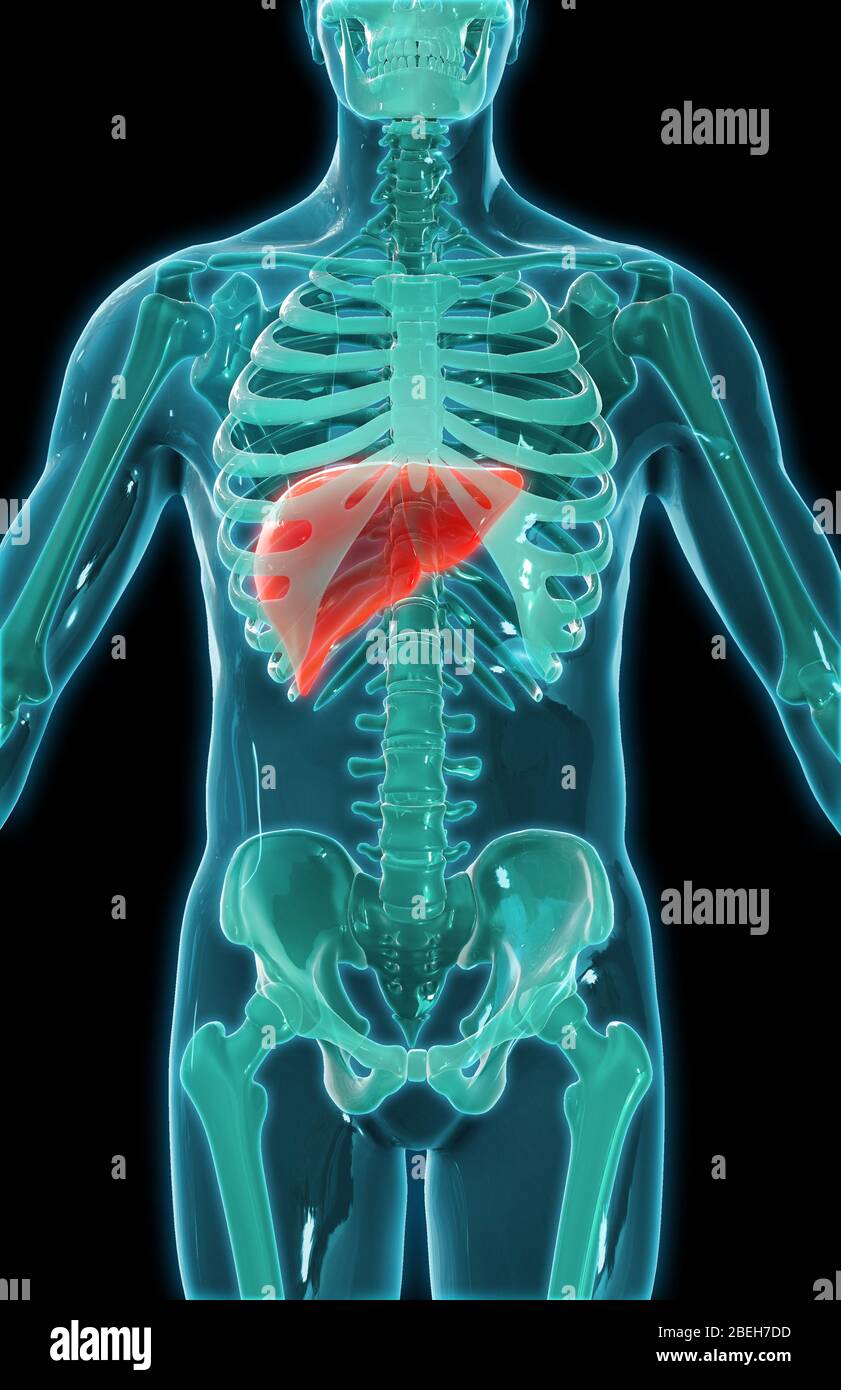 Liver and gallbladder hires stock photography and images Alamy