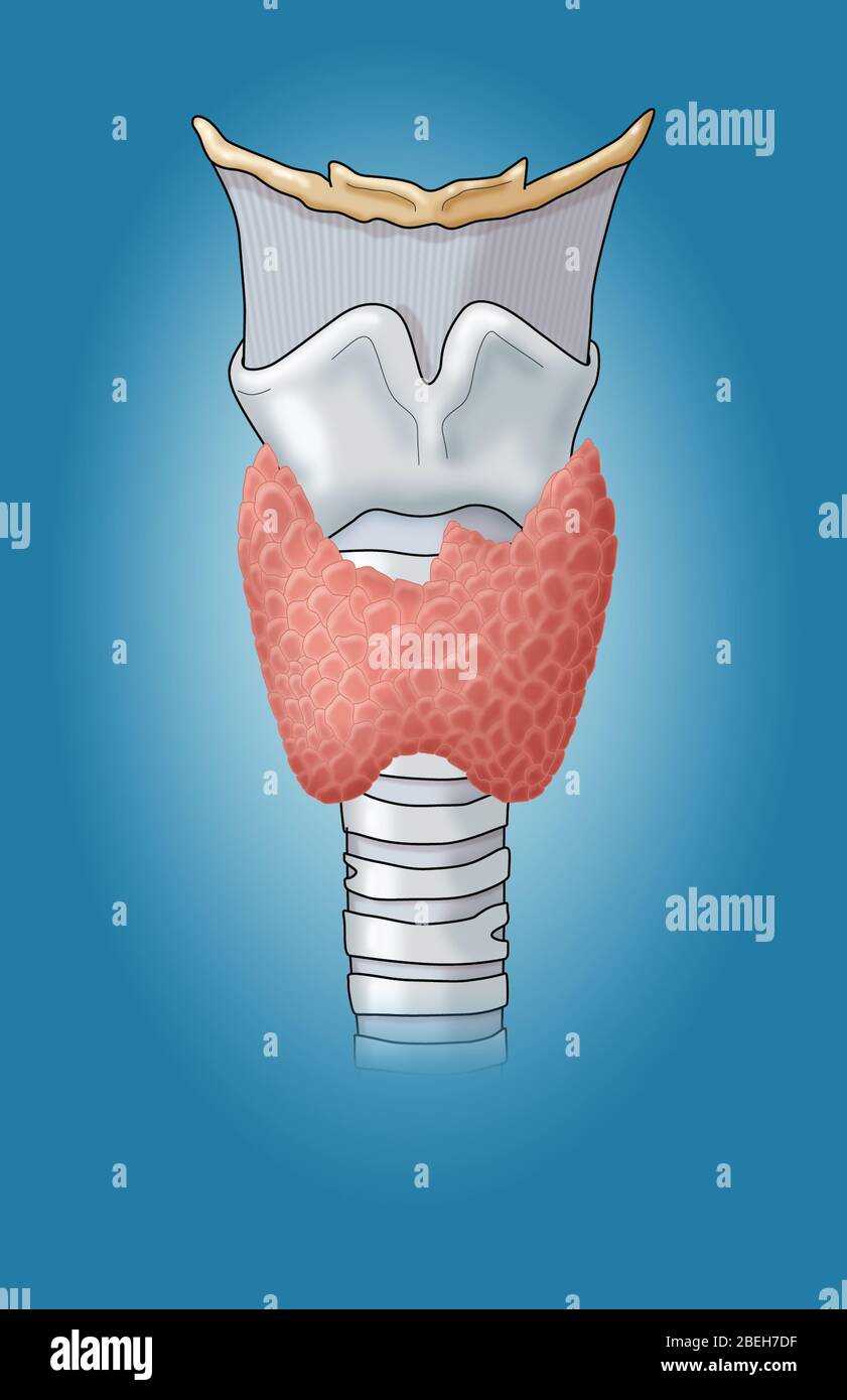 Thyroid & Larynx Stock Photo