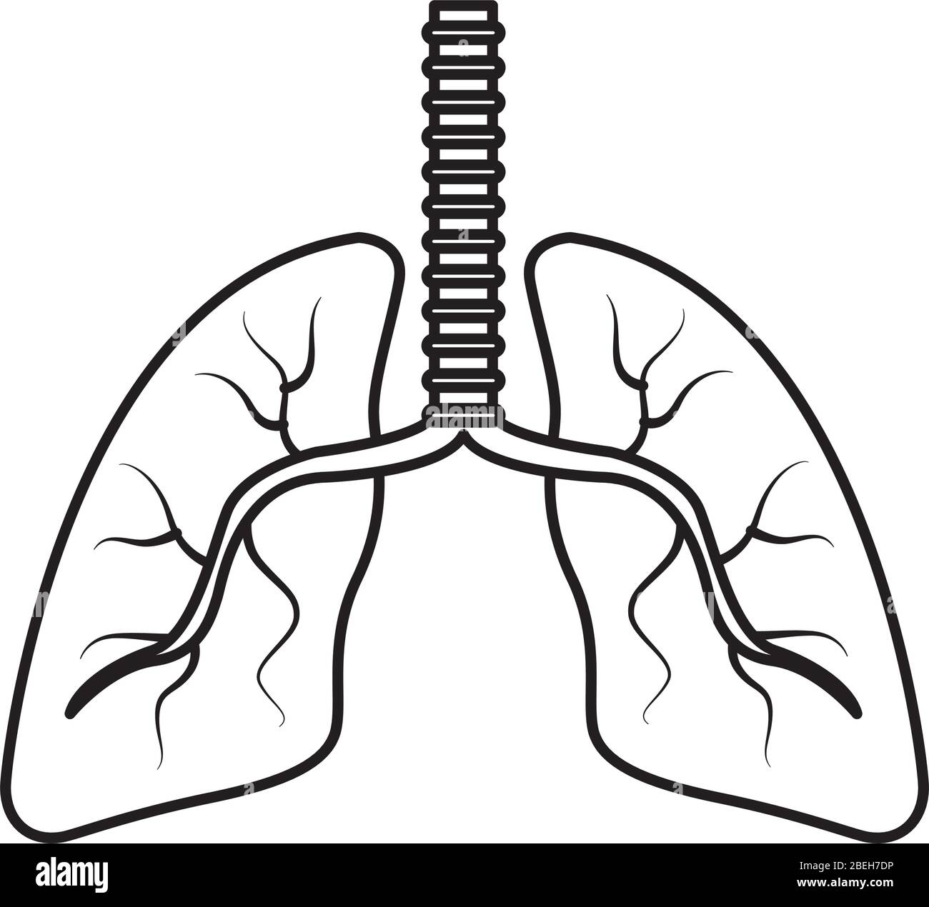 lungs organs human anatomy icon Stock Vector Image & Art - Alamy