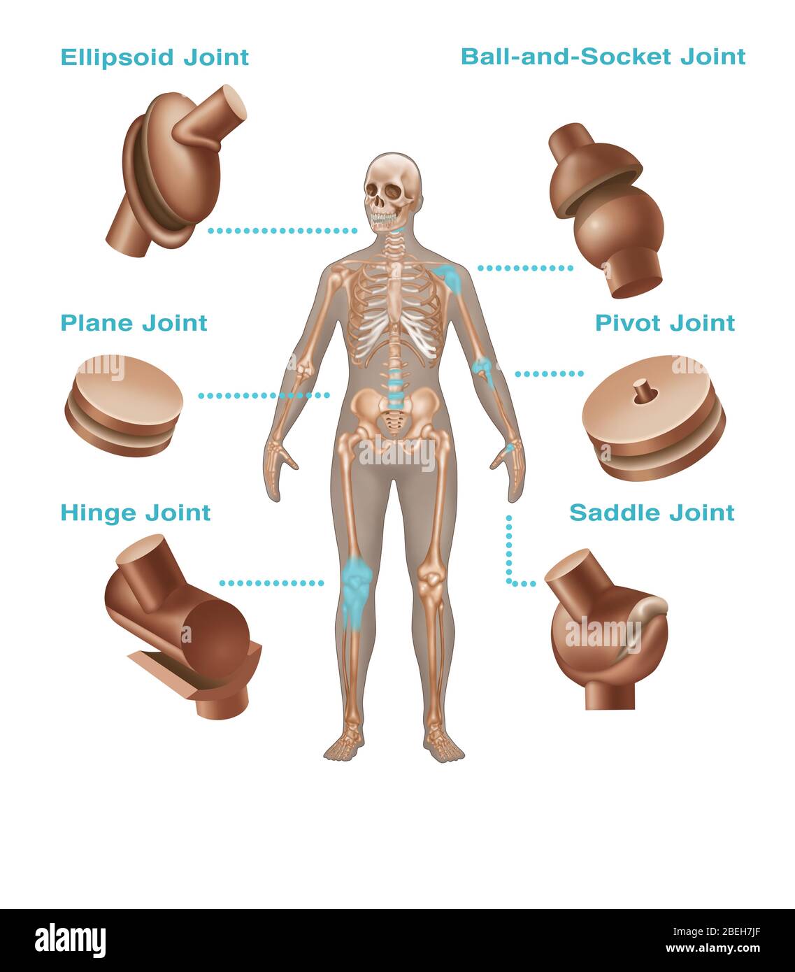 Human Body Joints Illustration Hi res Stock Photography And Images Alamy