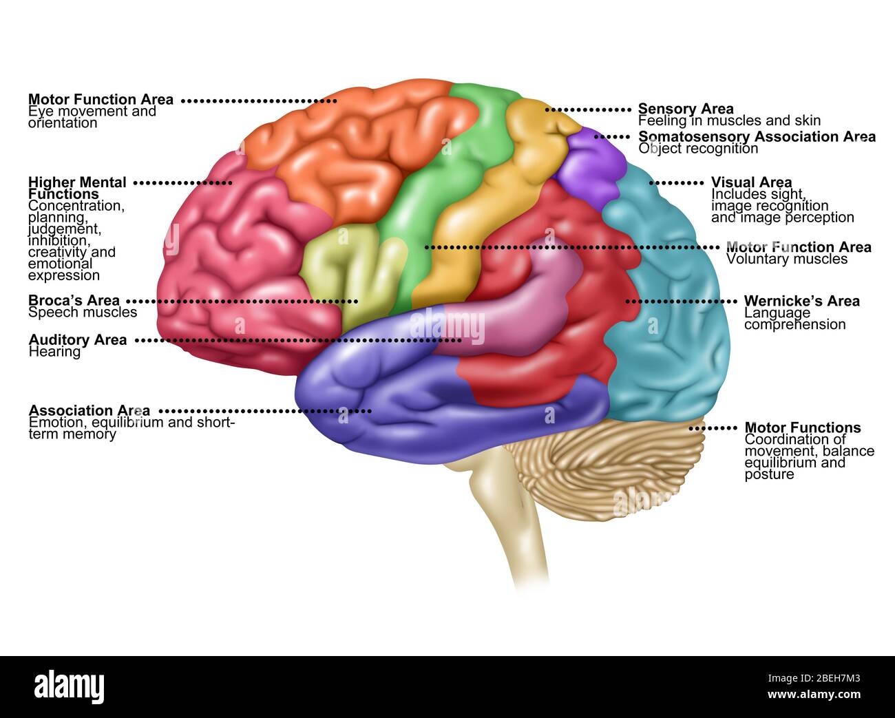 Brain, Lateral View, Illustration Stock Photo - Alamy