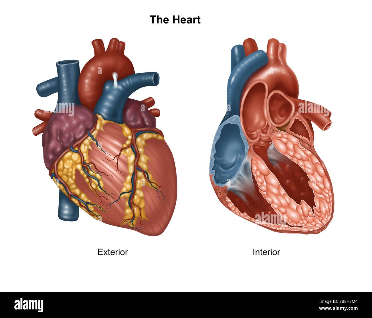 Normal Heart Exterior and Interior, Illustration Stock Photo