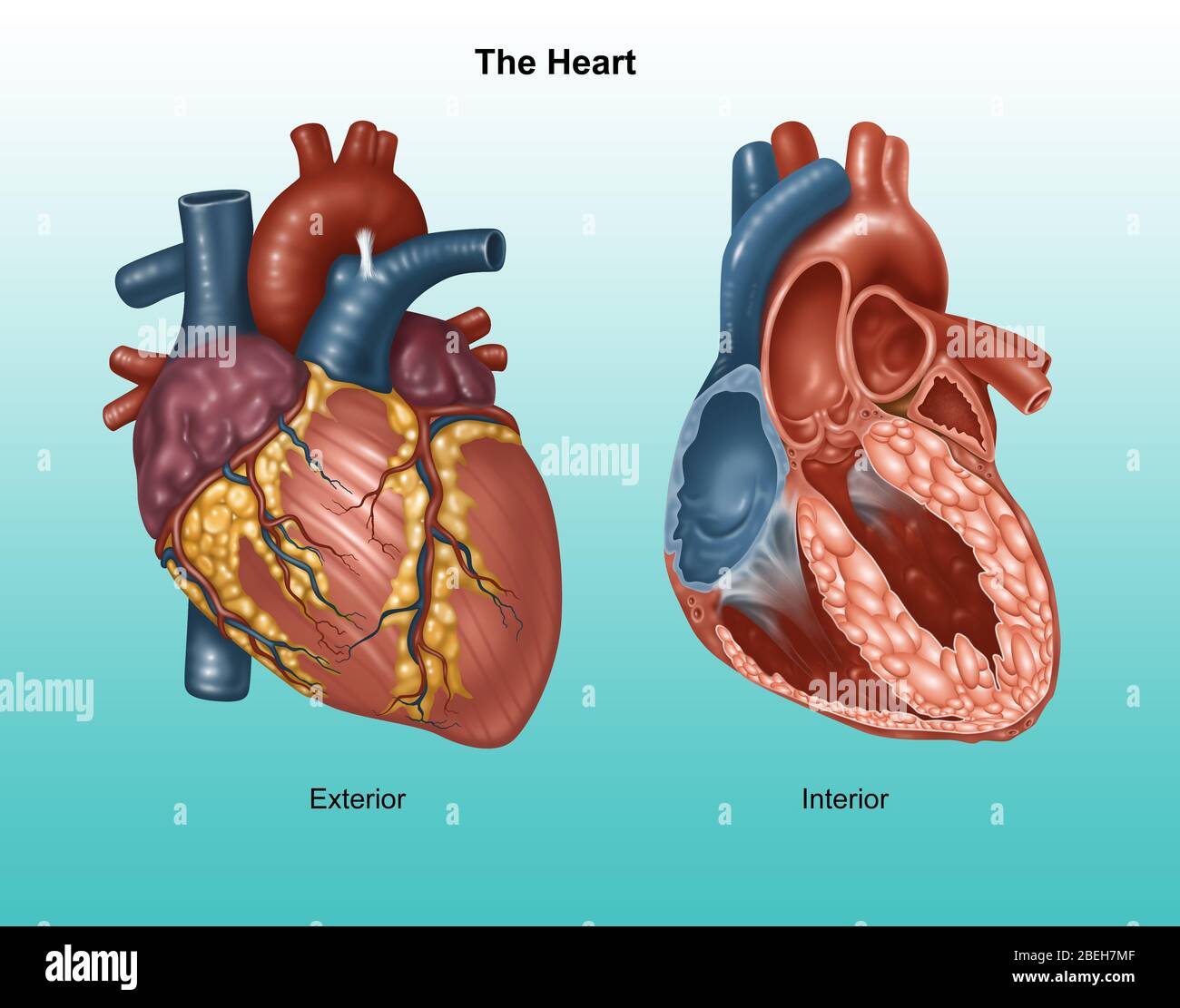 Exterior and interior of a normal heart. Illustration. Stock Photo